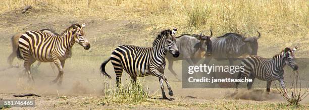 wildebeest and zebra running from a lion, tarangire national park, tanzania - zebra herd running stock pictures, royalty-free photos & images