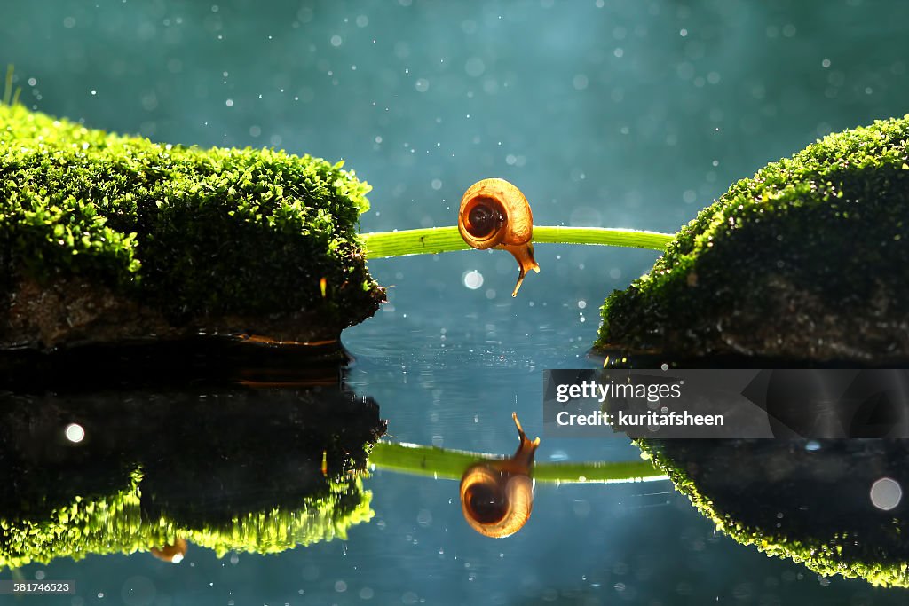Snail and its reflection
