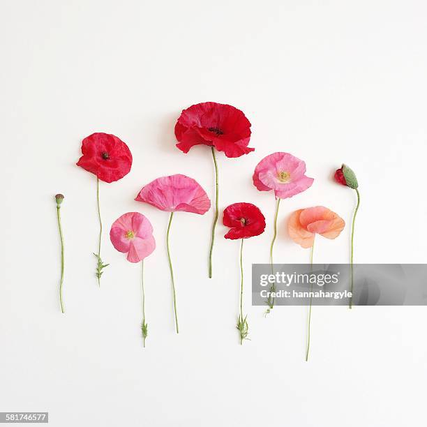 poppies lined up in a row - arrangements of flowers stock-fotos und bilder