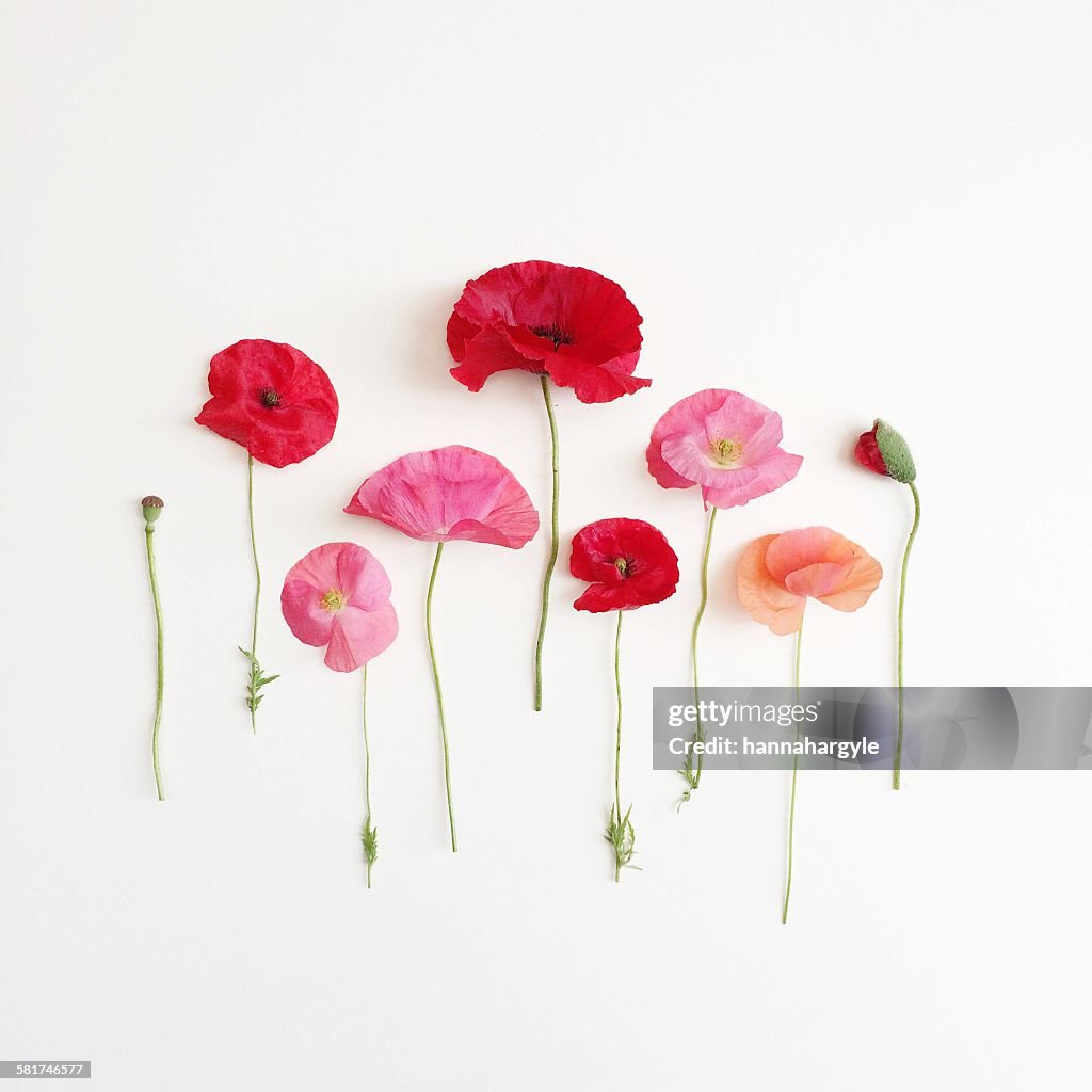 Poppies lined up in a row