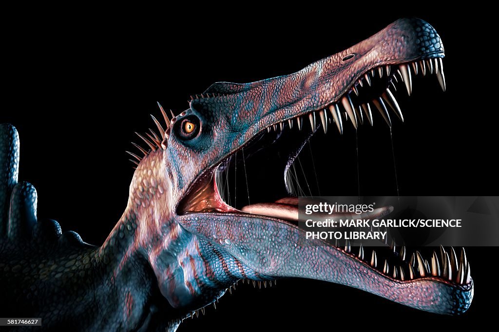Spinosaurus Head Study
