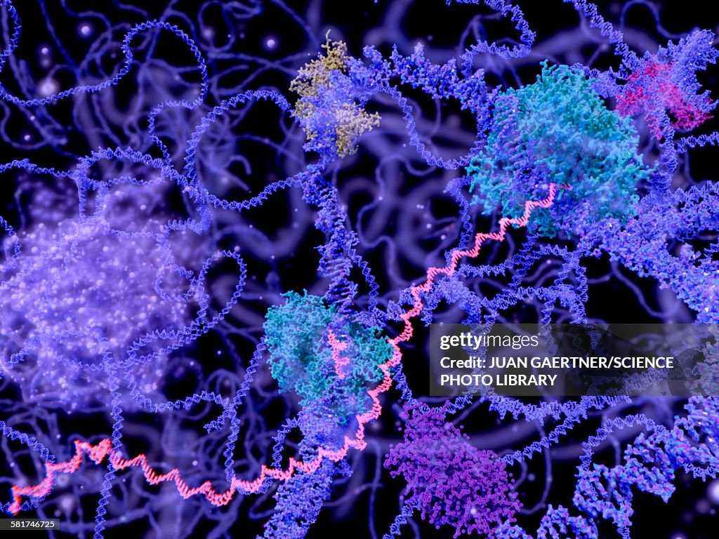 DNA transcription, illustration