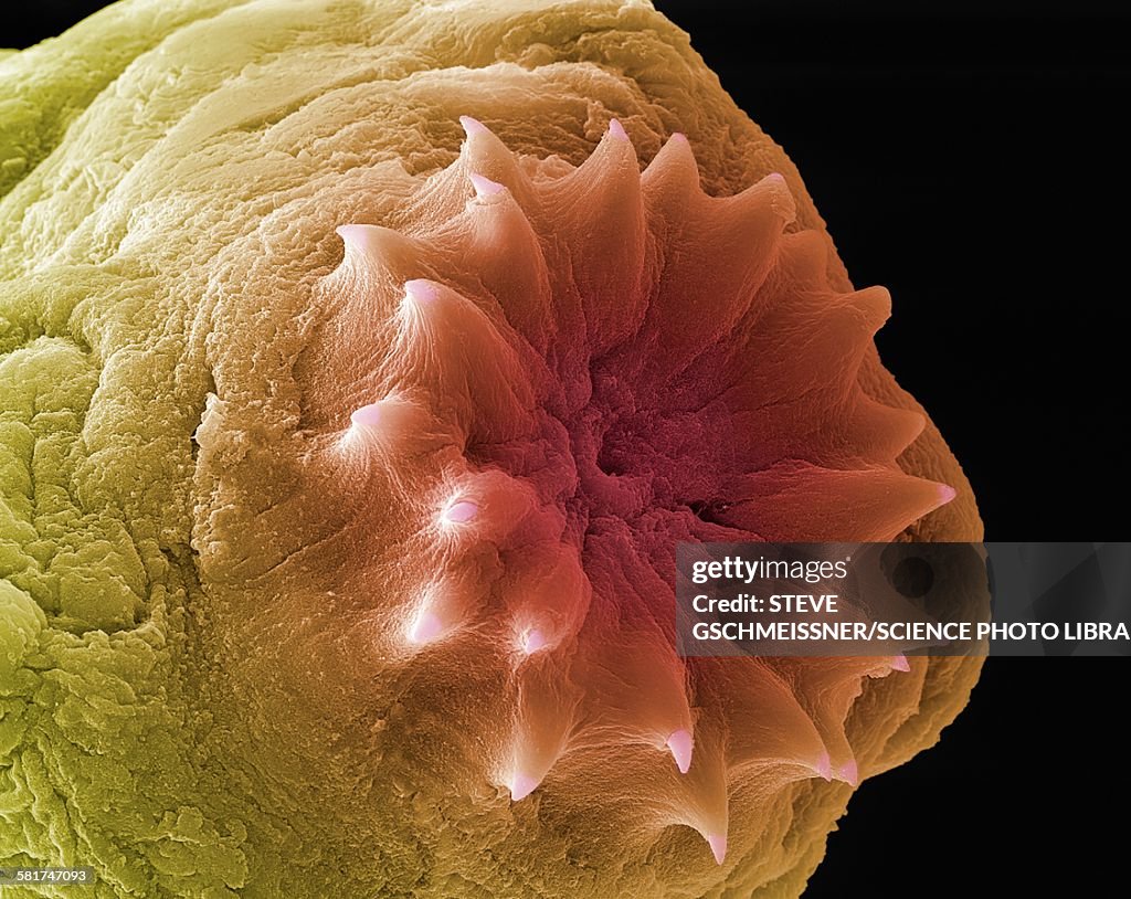 Dog tapeworm head, SEM