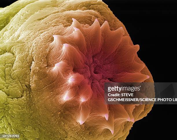 dog tapeworm head, sem - electron micrograph stock pictures, royalty-free photos & images