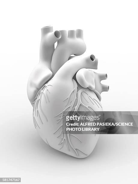 heart and coronary arteries, artwork - human heart stock illustrations
