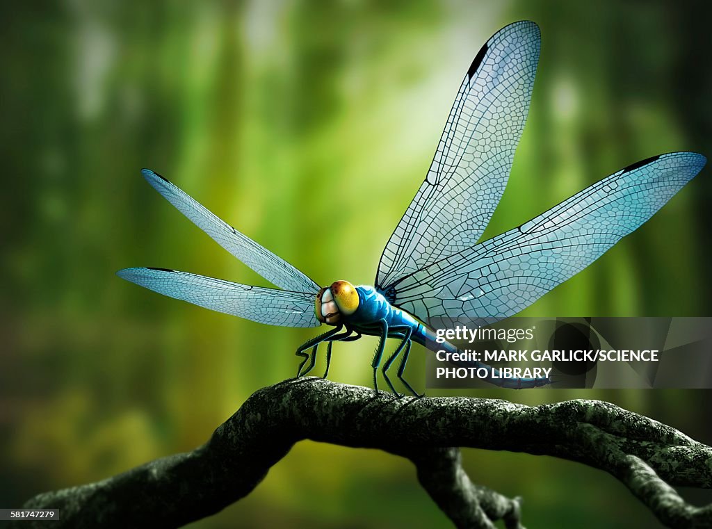 Artwork of Giant Dragonfly Meganeura