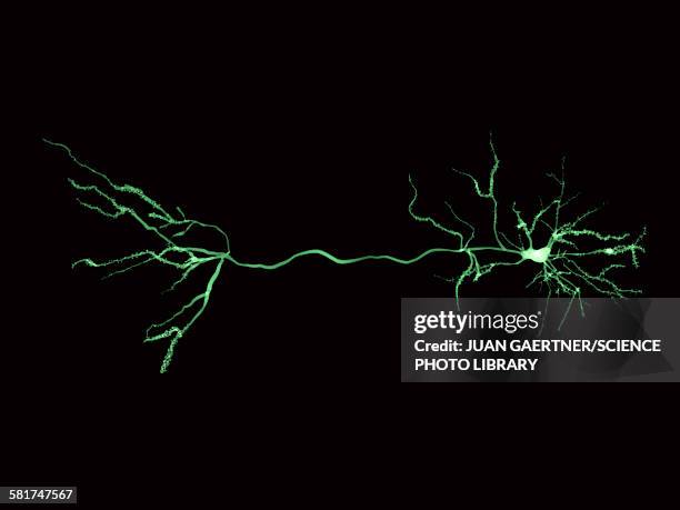 ilustrações de stock, clip art, desenhos animados e ícones de nerve cells and synapse, illustration - célula nervosa