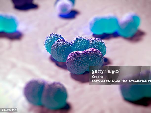 neisseria meningitidis bacteria - meningococcal stock-grafiken, -clipart, -cartoons und -symbole