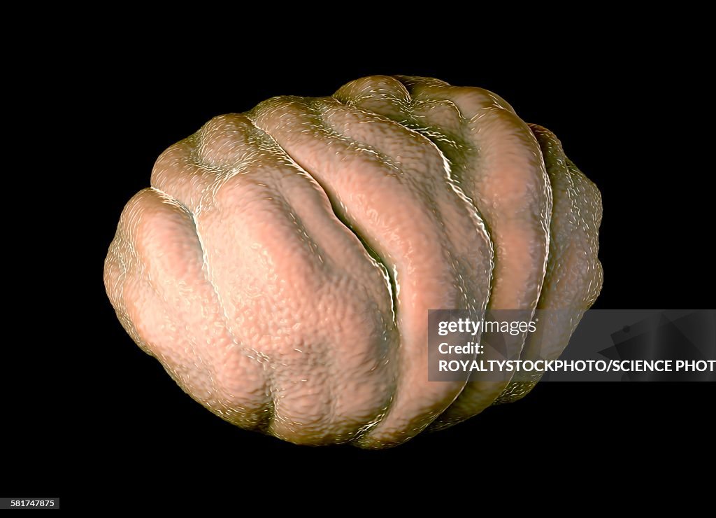 Water bear tun, illustration