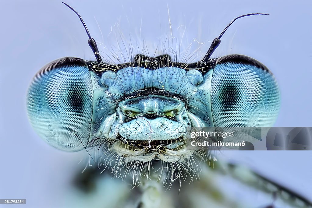 Enallagma cyathigerum (common blue damselfly), close-up