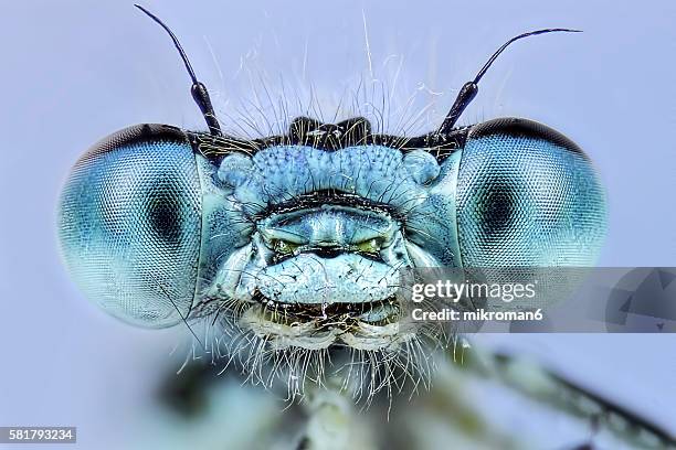 enallagma cyathigerum (common blue damselfly), close-up - inseto imagens e fotografias de stock