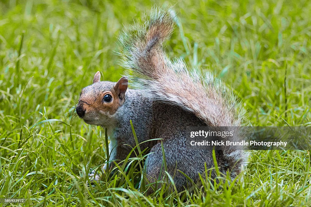 Squirrel enjoying time at St James's Park, London