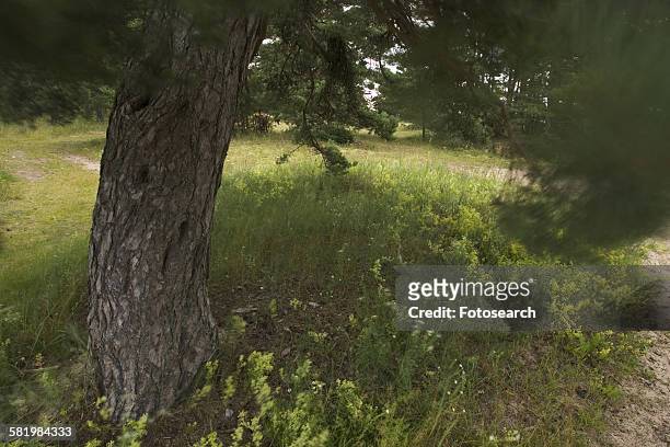 tree in a grassy area - saaremaa island stock pictures, royalty-free photos & images
