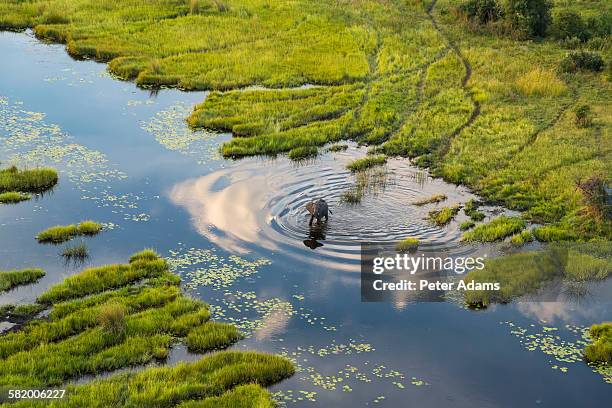 aerial view of elephant, okavango delta, botswana - botswana photos et images de collection