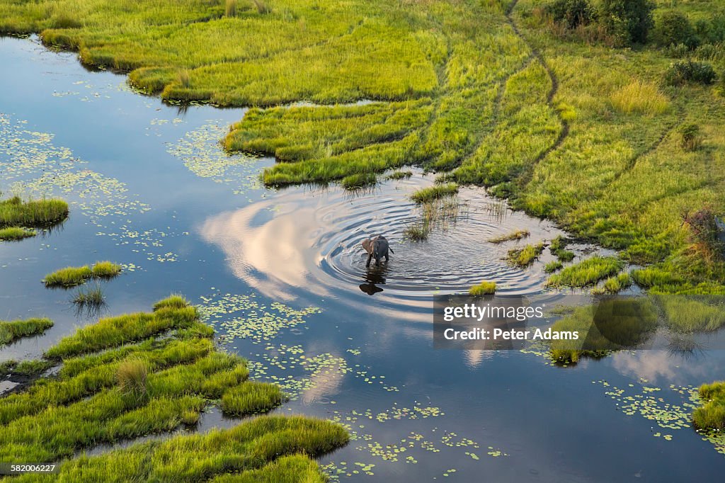 Aerial view of elephant, Okavango Delta, Botswana