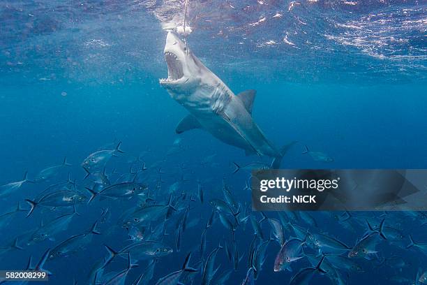 great white shark - diving sharks stock pictures, royalty-free photos & images