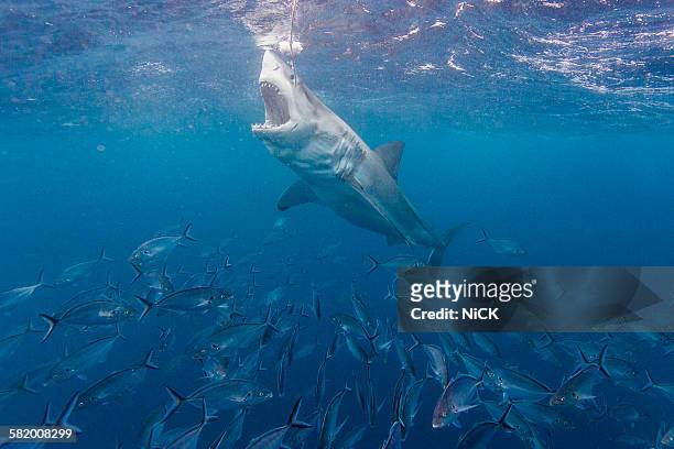great white shark - great white shark - fotografias e filmes do acervo