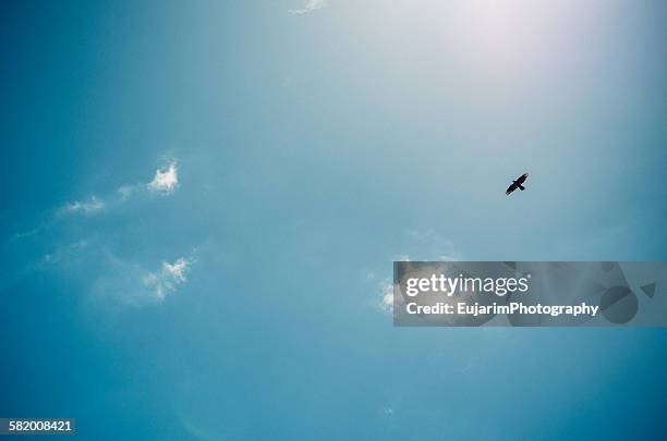 a falcon on blue autumn sky - peregrine falcon stock-fotos und bilder