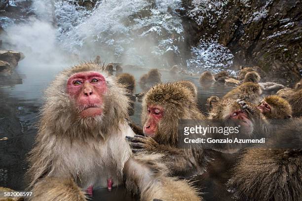 wild monkeys bathing in jigokudani monkey park - grupo mediano de animales fotografías e imágenes de stock