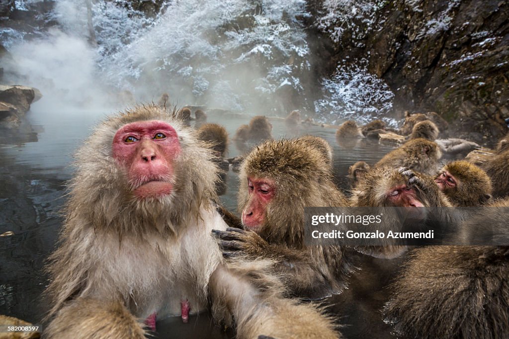 Wild monkeys bathing in Jigokudani Monkey Park