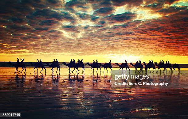 camels on cable beach - kamel bildbanksfoton och bilder