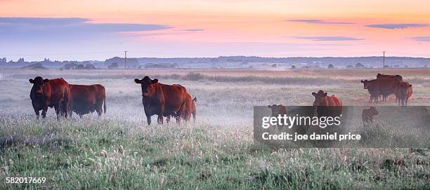 cows in the mist, rye, east sussex, england - aberdeen angus bildbanksfoton och bilder