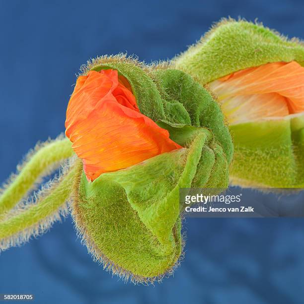 poppy bud almost popping - jenco van zalk stock pictures, royalty-free photos & images