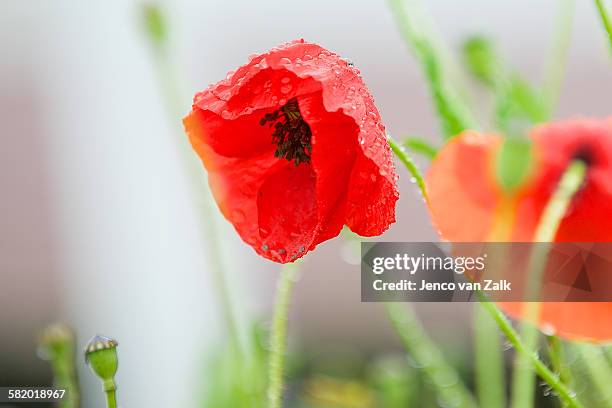 papaver rhoeas with raindrops - jenco stockfoto's en -beelden