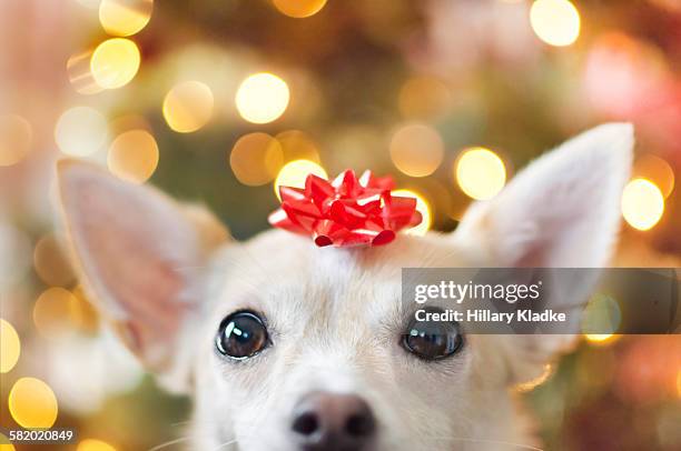 a dog as a christmas present - christmas dogs stock pictures, royalty-free photos & images