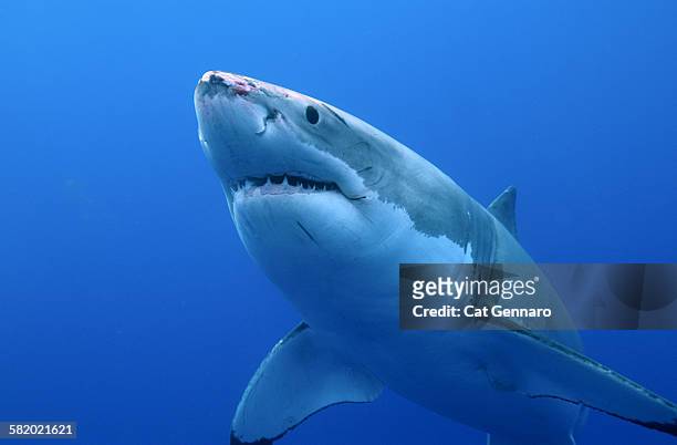 great white shark - tiburón jaquetón fotografías e imágenes de stock