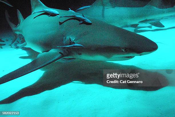 night shark - remora fish stock pictures, royalty-free photos & images