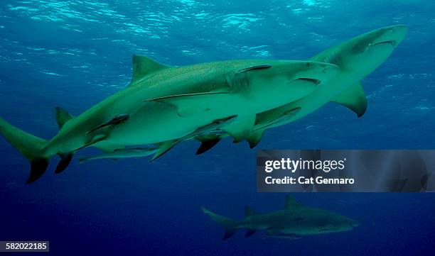 two large lemon sharks at oceans surface - lemon shark stock pictures, royalty-free photos & images