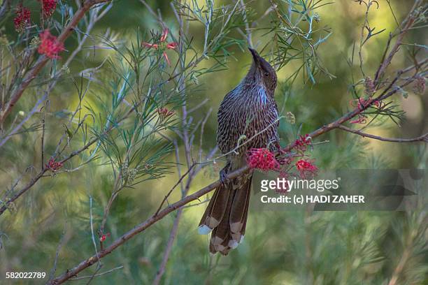 little wattlebird | wollongong | australia - indigenous australia stock pictures, royalty-free photos & images