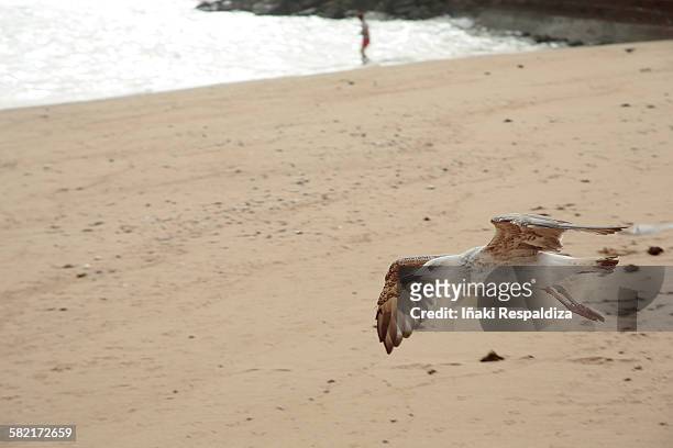 yellow-legged gull - iñaki respaldiza stock-fotos und bilder