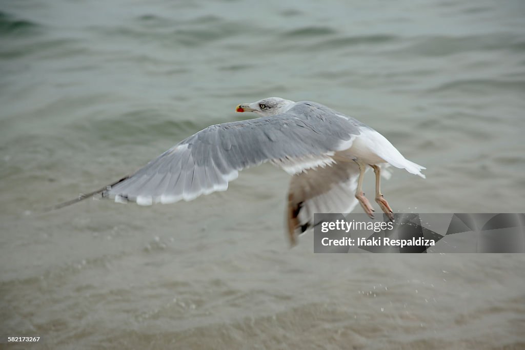 Wet Yellow-legged