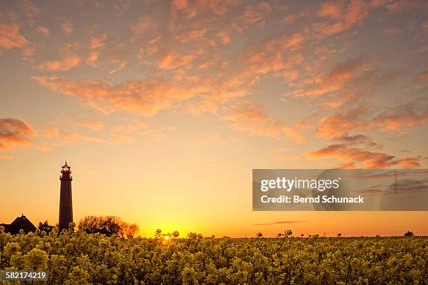 lighthouse and rape field sunset - fehmarn fotografías e imágenes de stock