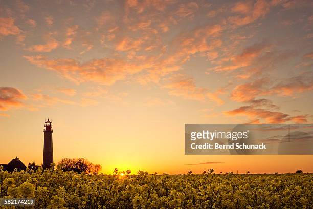 lighthouse and rape field sunset - fehmarn - fotografias e filmes do acervo