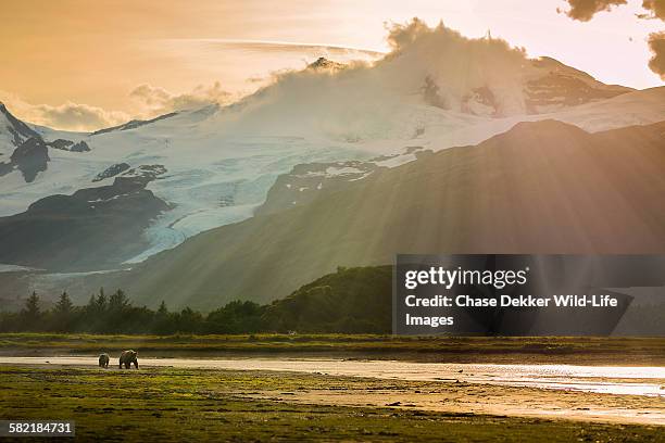 gift from the sun - parco nazionale di katmai foto e immagini stock