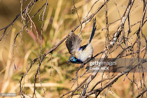 variegated fairywren bird - bird wings stock-fotos und bilder