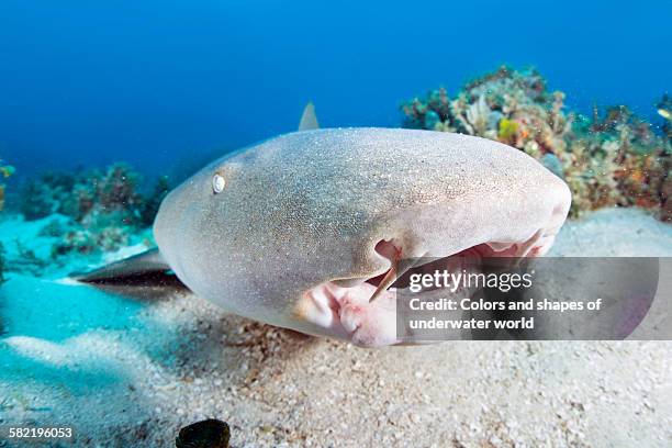 shadow - nurse shark stockfoto's en -beelden