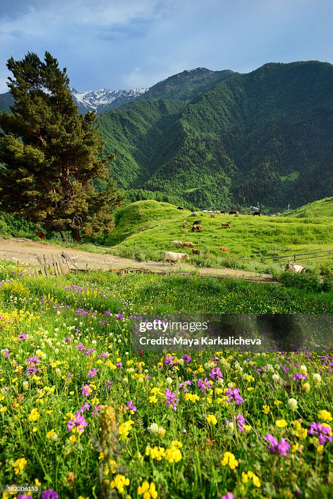 Idyllic landscape from Svaneti, Caucasus mountain