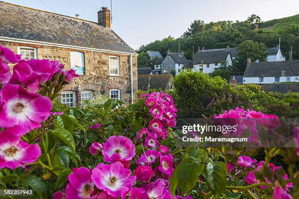 beautiful flowers near buildings - the lizard peninsula england stock pictures, royalty-free photos & images