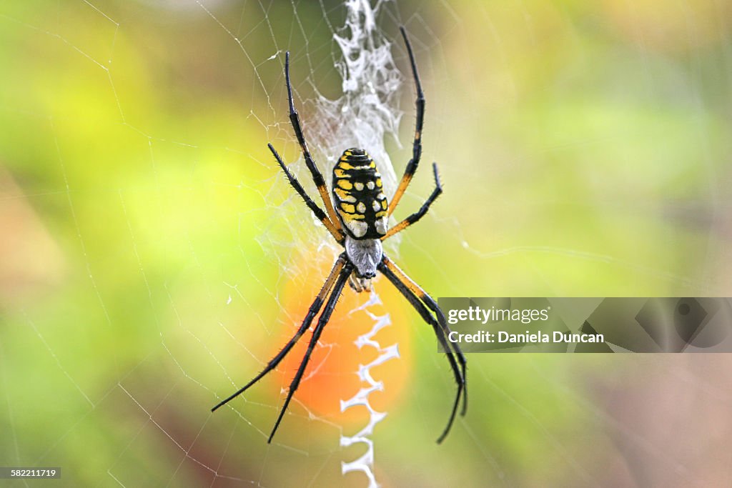 Writing spider in her natural environment