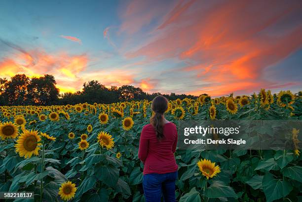 sunset on sunflowers - kansas sunflowers stock pictures, royalty-free photos & images