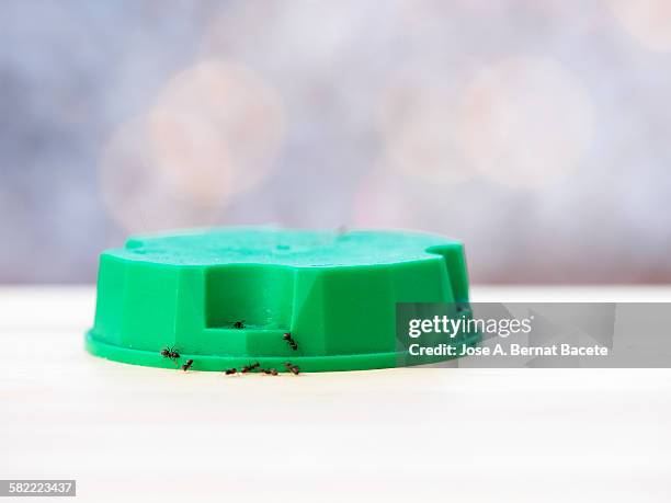 trap ants inside house - ants in house stock pictures, royalty-free photos & images