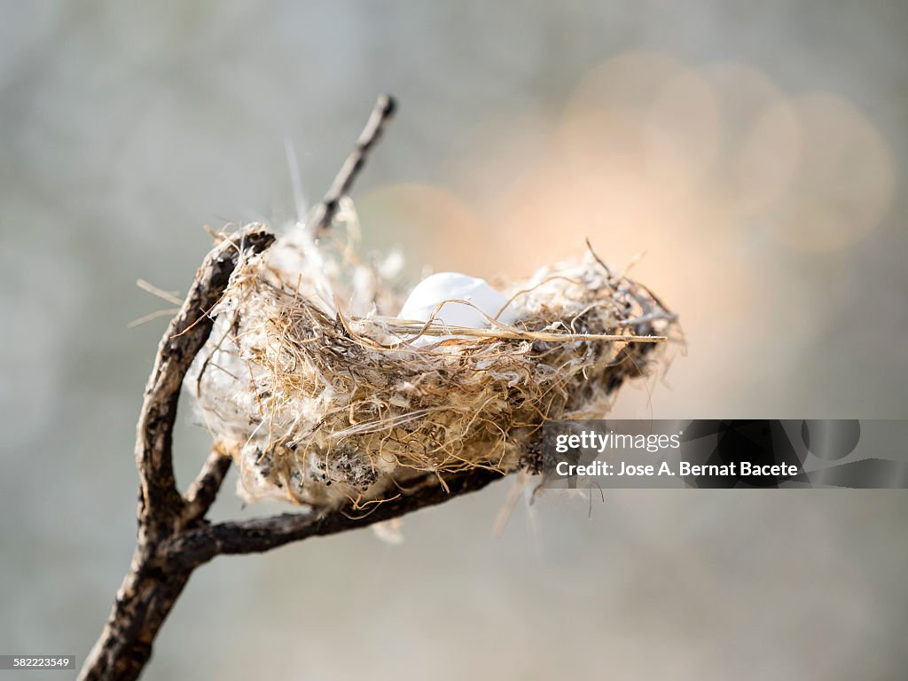 Nest of bird on a branch