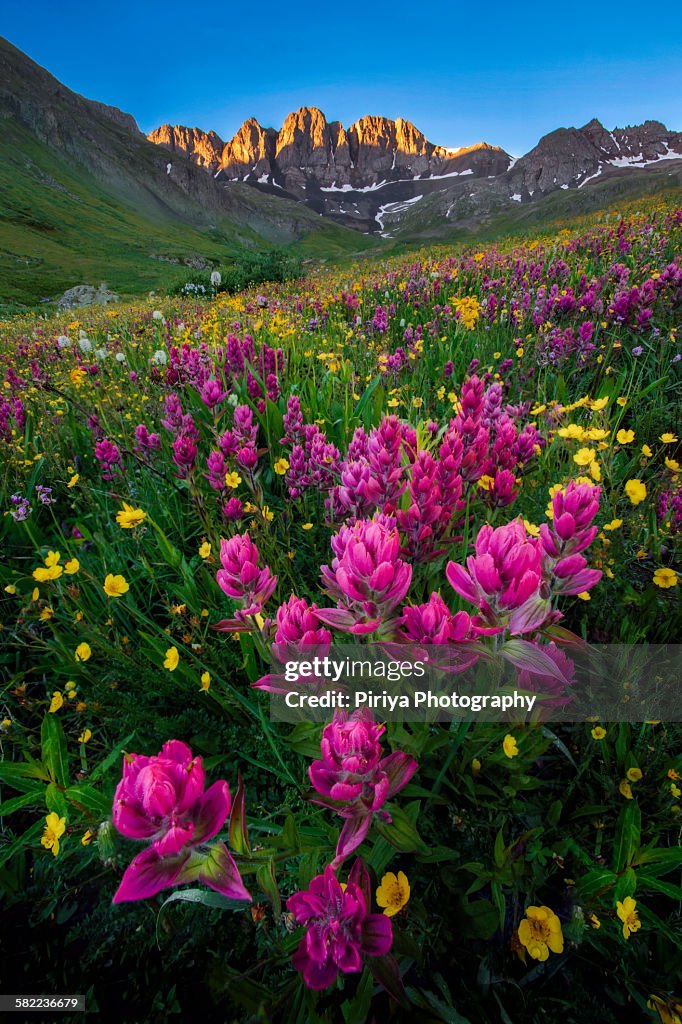 Spring Flowers In Colorado Colorado Wildflowers High-Res Stock Photo - Getty Images