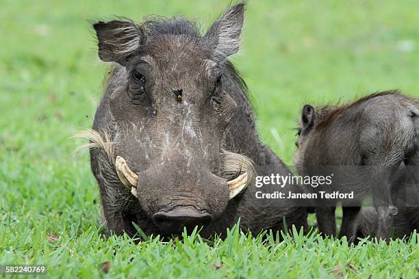 female warthog sitting with wasp on forehead - african wasp stock pictures, royalty-free photos & images
