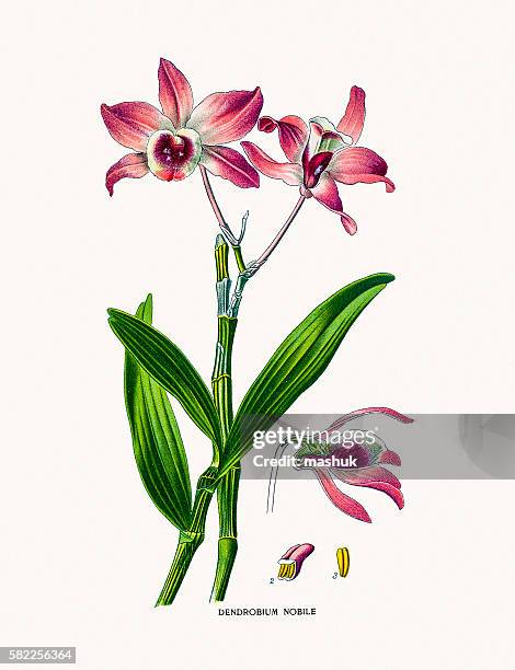 dendrobium - dendrobium stock illustrations