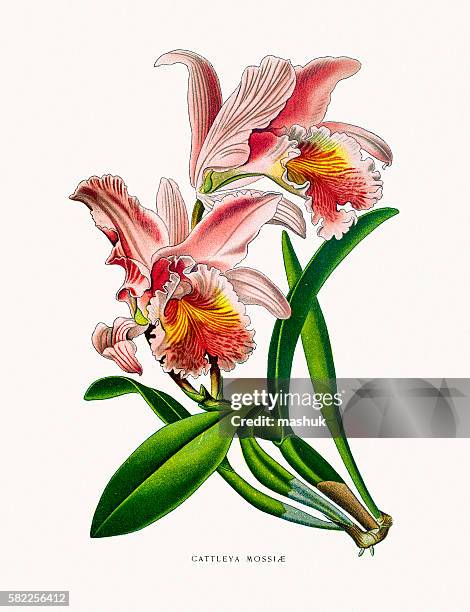 cattleya orchid - cattleya stock illustrations